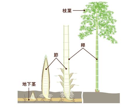 種竹|1 身近で不思議なタケの生態に迫る！